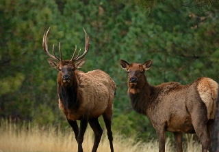 11 8 Elk 1.jpg